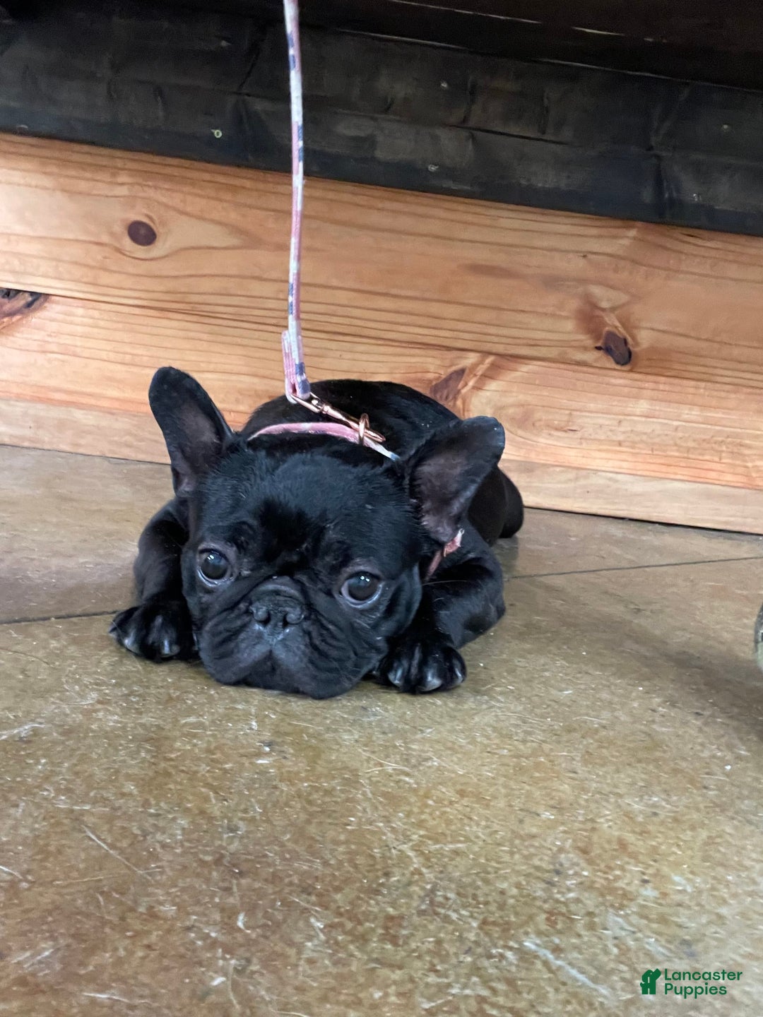 French Bulldog dogs for sale: Yang - Image 13