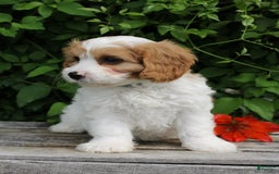 Cavapoo dogs for sale: Monty - Image 5