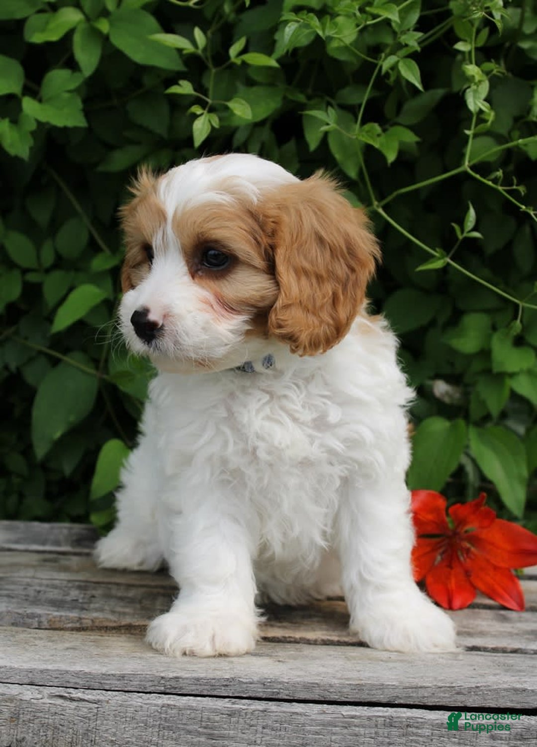 Cavapoo dogs for sale: Monty - Image 5