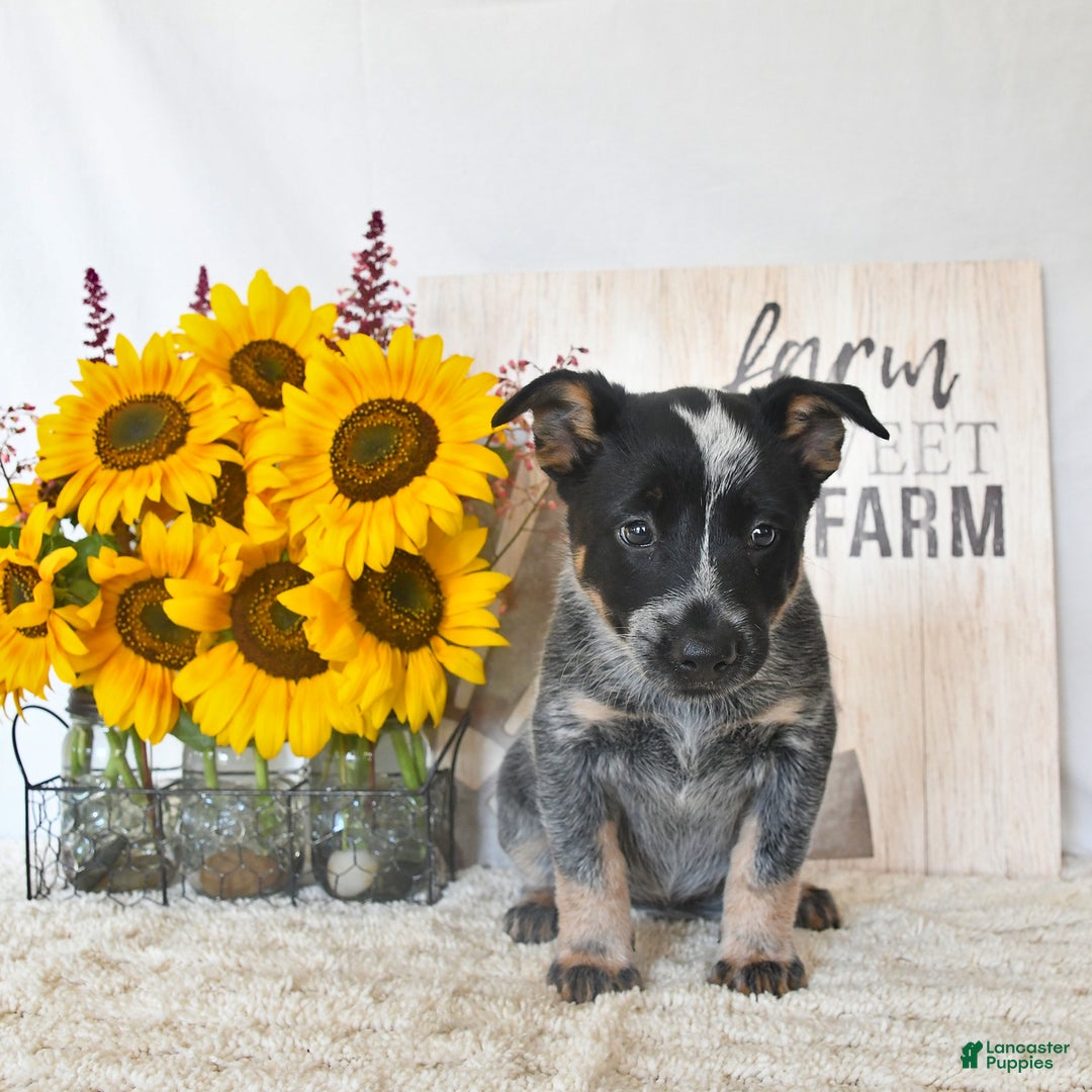 Australian Cattle Dog dogs for sale: Bella - Image 3