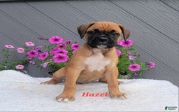Boxer dogs for sale: Hazel - Image 1