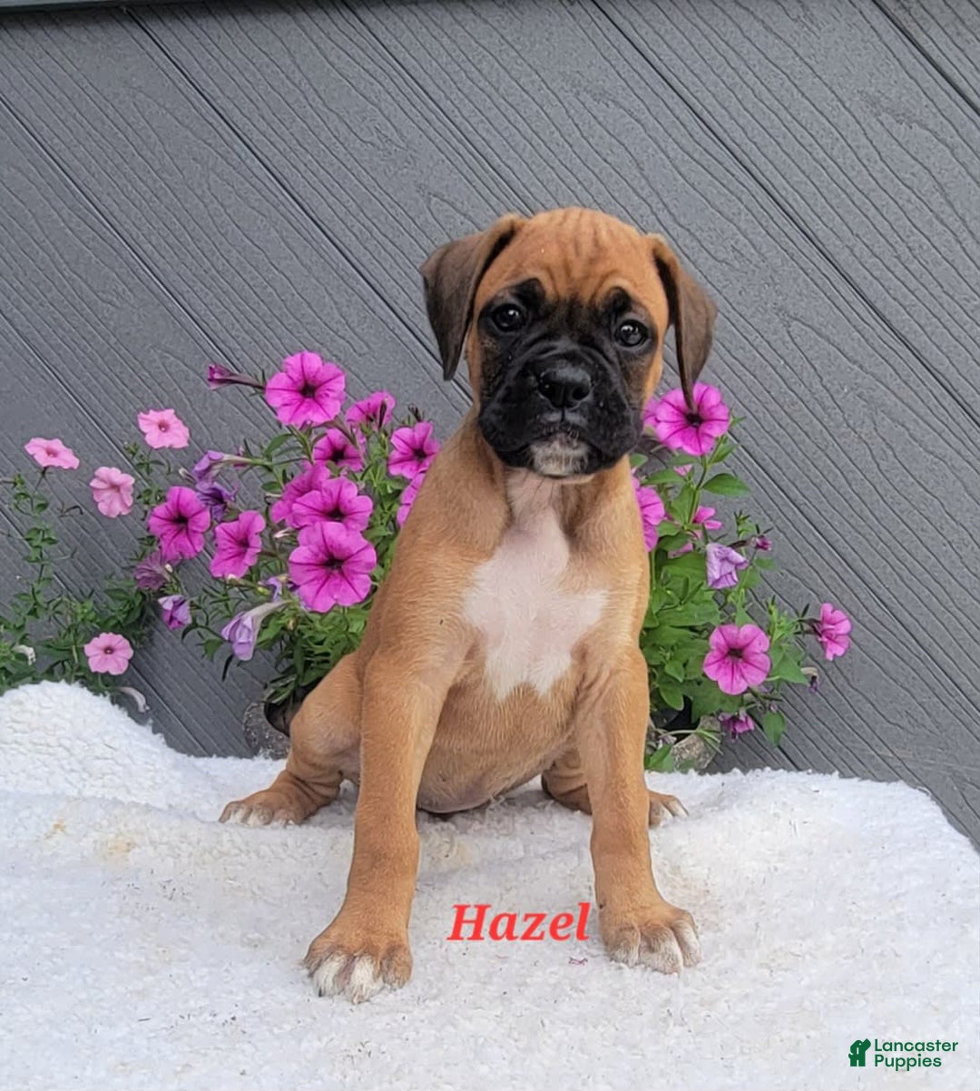 Boxer dogs for sale: Hazel - Image 1
