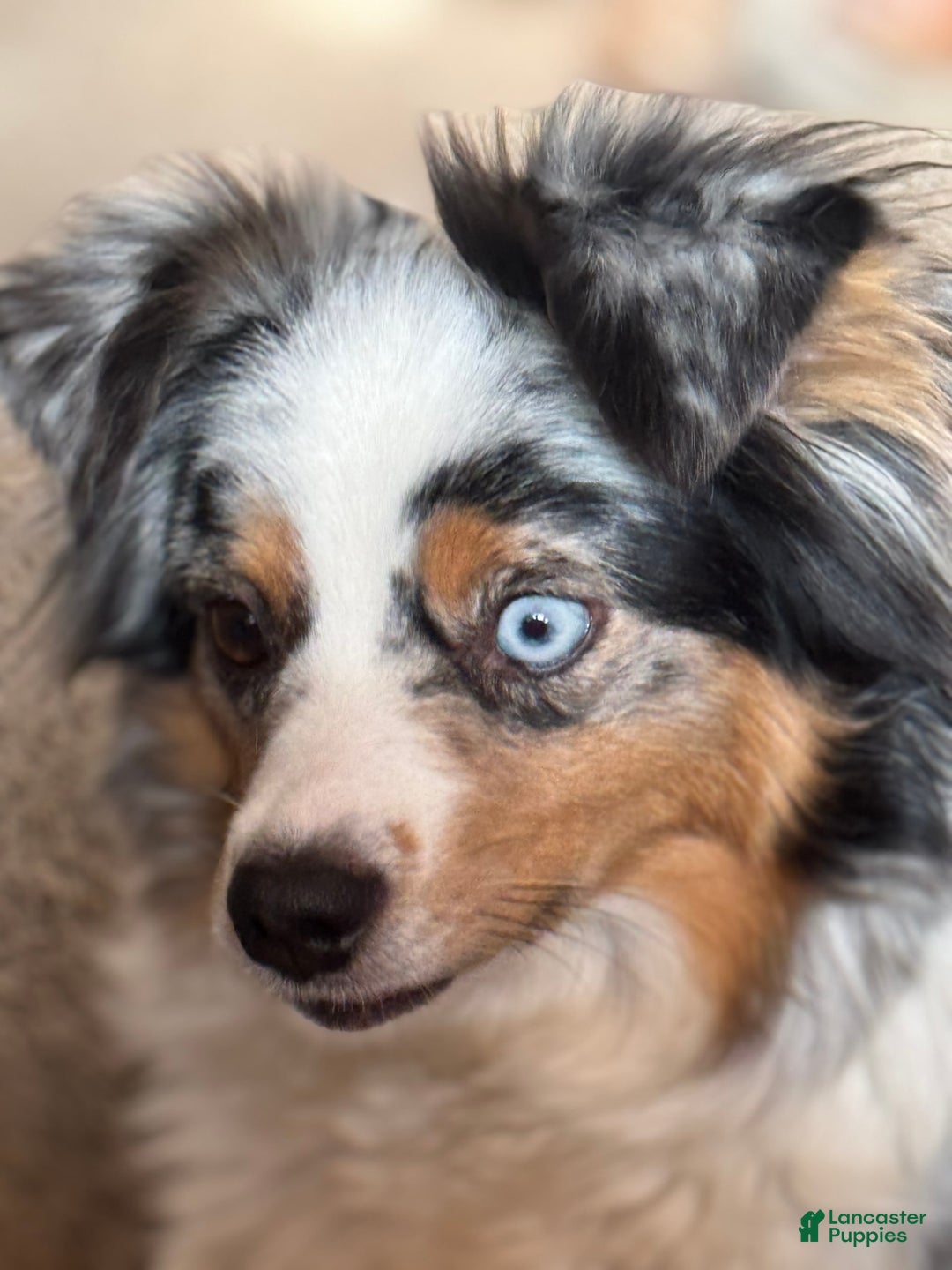 Miniature Australian Shepherd dogs for sale: Chungus - Image 6