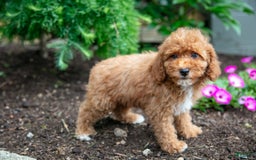 Miniature Poodle dogs for sale: Kyler - Image 4