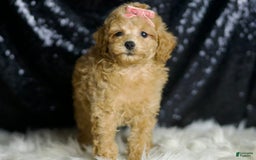 Miniature Poodle dogs for sale: Mulan - Image 5