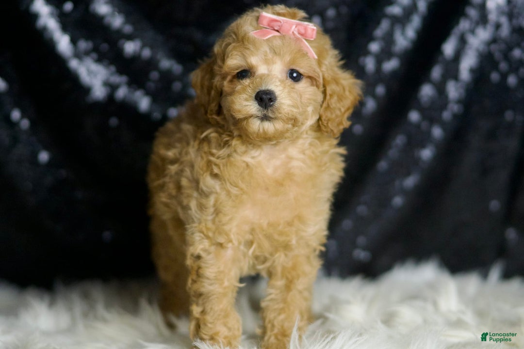 Miniature Poodle dogs for sale: Mulan - Image 5