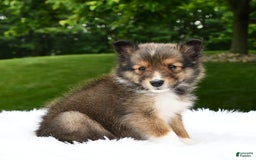 Shetland Sheepdog dogs for sale: Buddy - Image 10