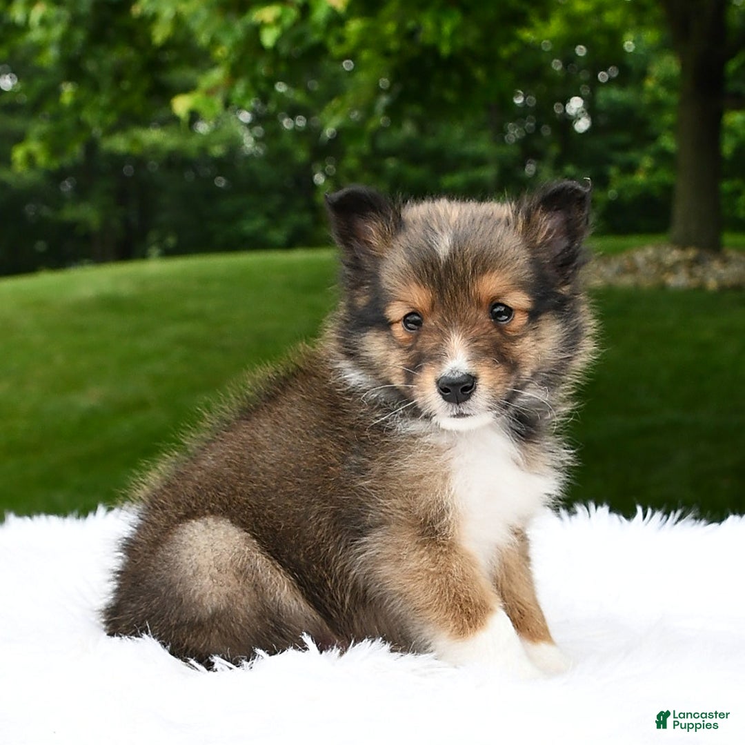 Shetland Sheepdog dogs for sale: Buddy - Image 10