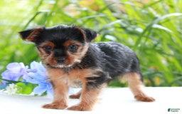 Yorkshire Terrier dogs for sale: Sparky - Image 4