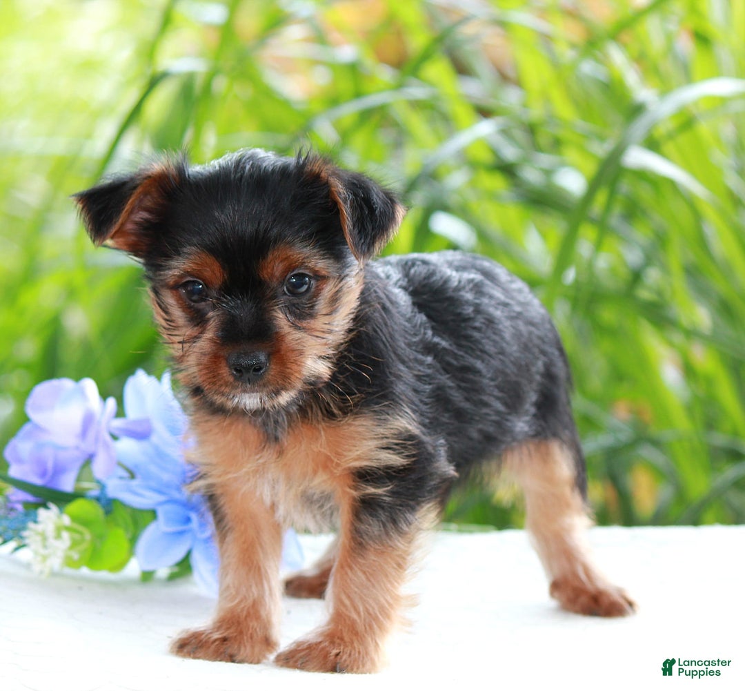 Yorkshire Terrier dogs for sale: Sparky - Image 4