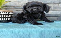 Cocker Spaniel dogs for sale: Tina - Image 8