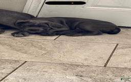 Cane Corso dogs for sale: Kane - Image 1
