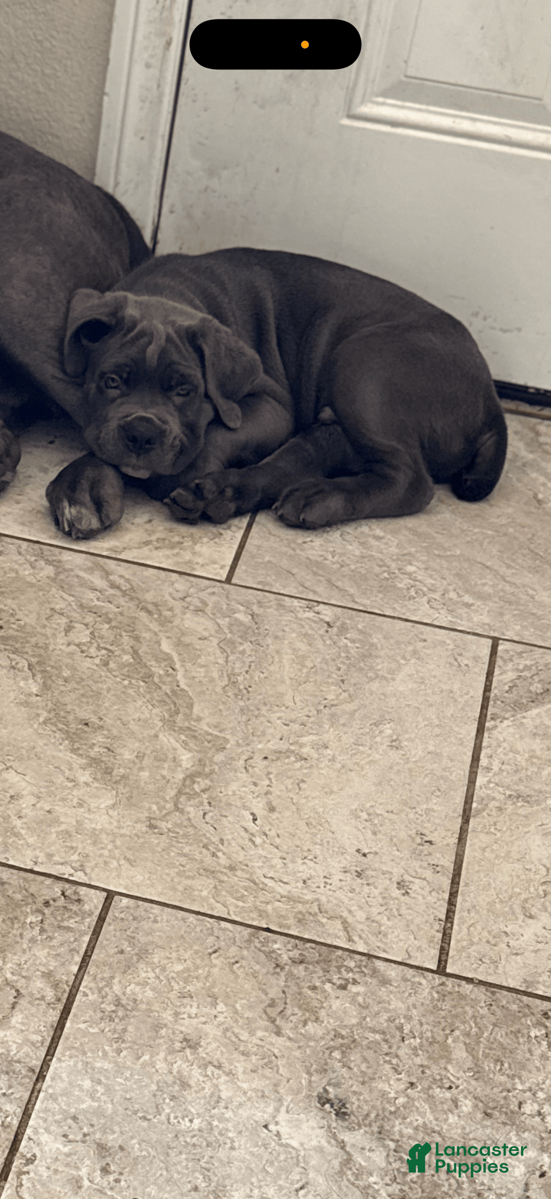 Cane Corso dogs for sale: Kane - Image 1