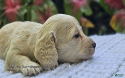 Dachshund dogs for sale: Shortcake - Image 1