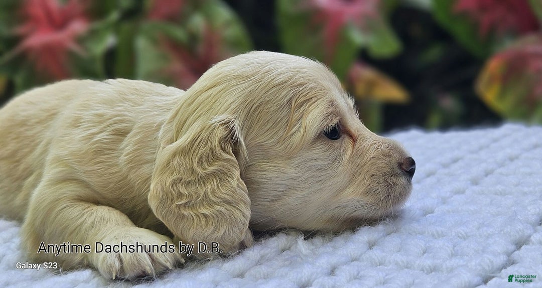 Dachshund dogs for sale: Shortcake - Image 1