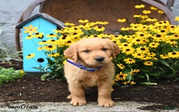 Golden Retriever dogs for sale: Fido - Image 2