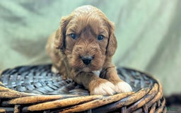 Cavapoo dogs for sale: Garrett - Image 10