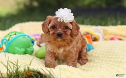 Cavapoo dogs for sale: Winnie - Image 9
