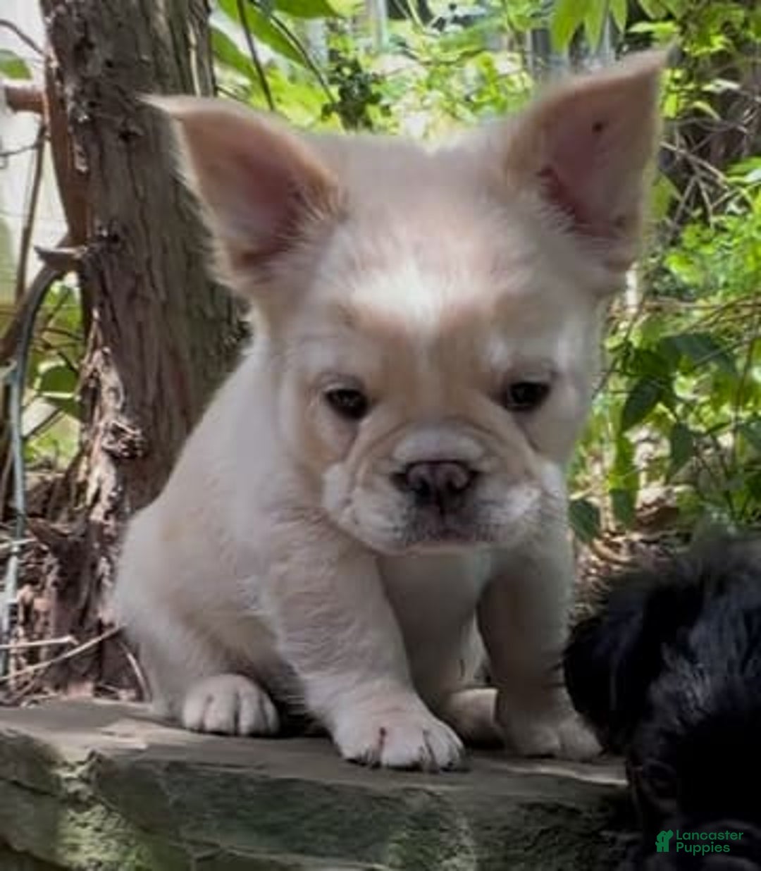 French Bulldog dogs for sale: Capone - Image 1