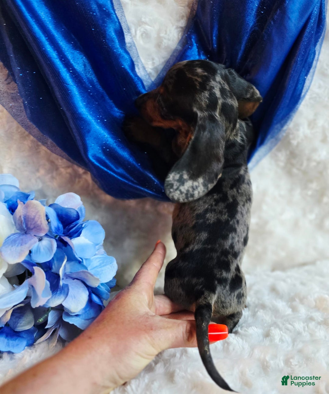 Miniature Dachshund dogs for sale: Pepper - Image 4