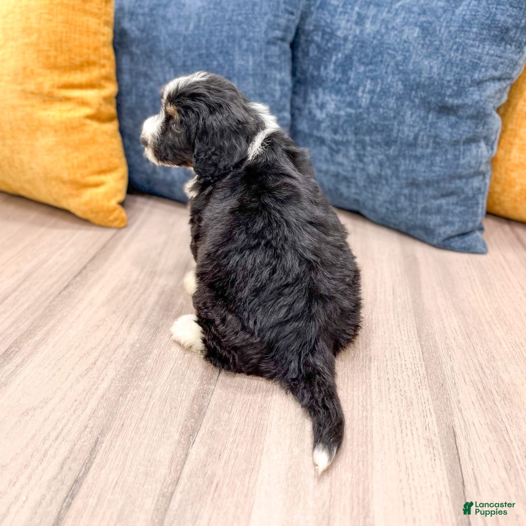 Mini Bernedoodle dogs for sale: Annie - Image 6