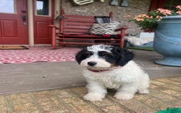 Mini Bernedoodle dogs for sale: ben - Image 3