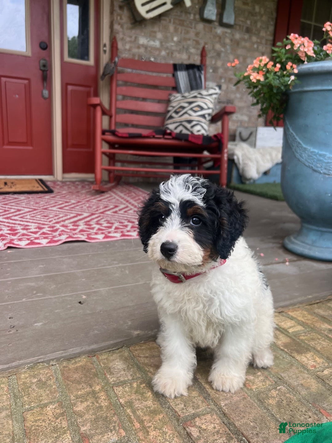 Mini Bernedoodle dogs for sale: ben - Image 3