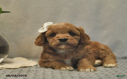 Cavapoo dogs for sale: Daisy - Image 1
