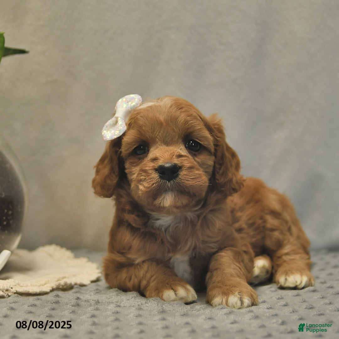 Cavapoo dogs for sale: Daisy - Image 1
