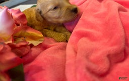 Goldendoodle dogs for sale: Loving Runti - Image 1