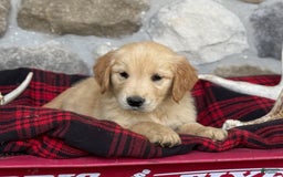 Golden Retriever dogs for sale: Sonya - Image 8