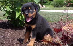 Rottweiler dogs for sale: Lavender - Image 5