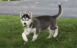 Siberian Husky dogs for sale: Alaska - Image 12