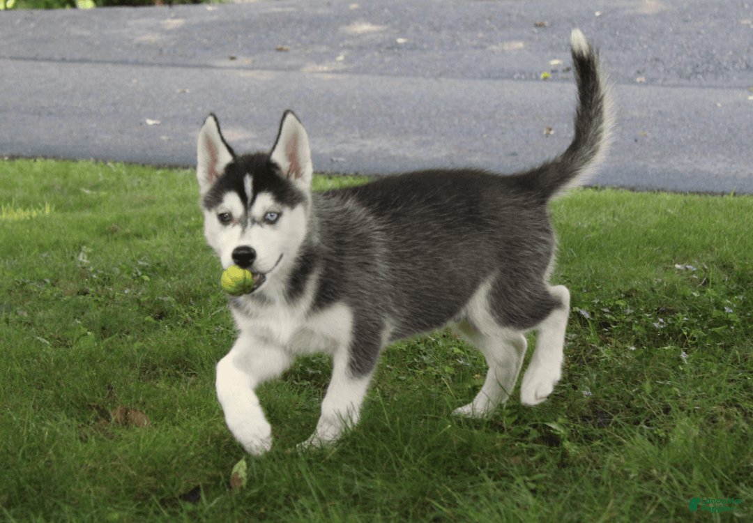 Siberian Husky dogs for sale: Alaska - Image 12