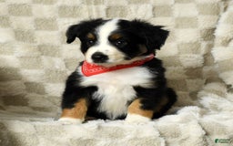 Miniature Australian Shepherd dogs for sale: Colby - Image 6