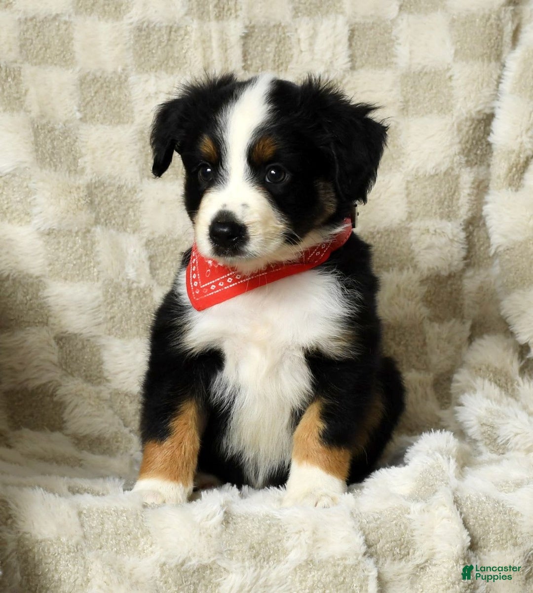 Miniature Australian Shepherd dogs for sale: Colby - Image 6