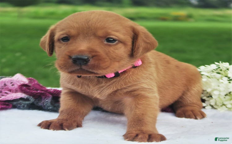 Labrador Retriever dogs for sale - Ad 3