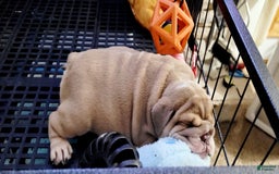 English Bulldog dogs for sale: Ozzy - Image 9