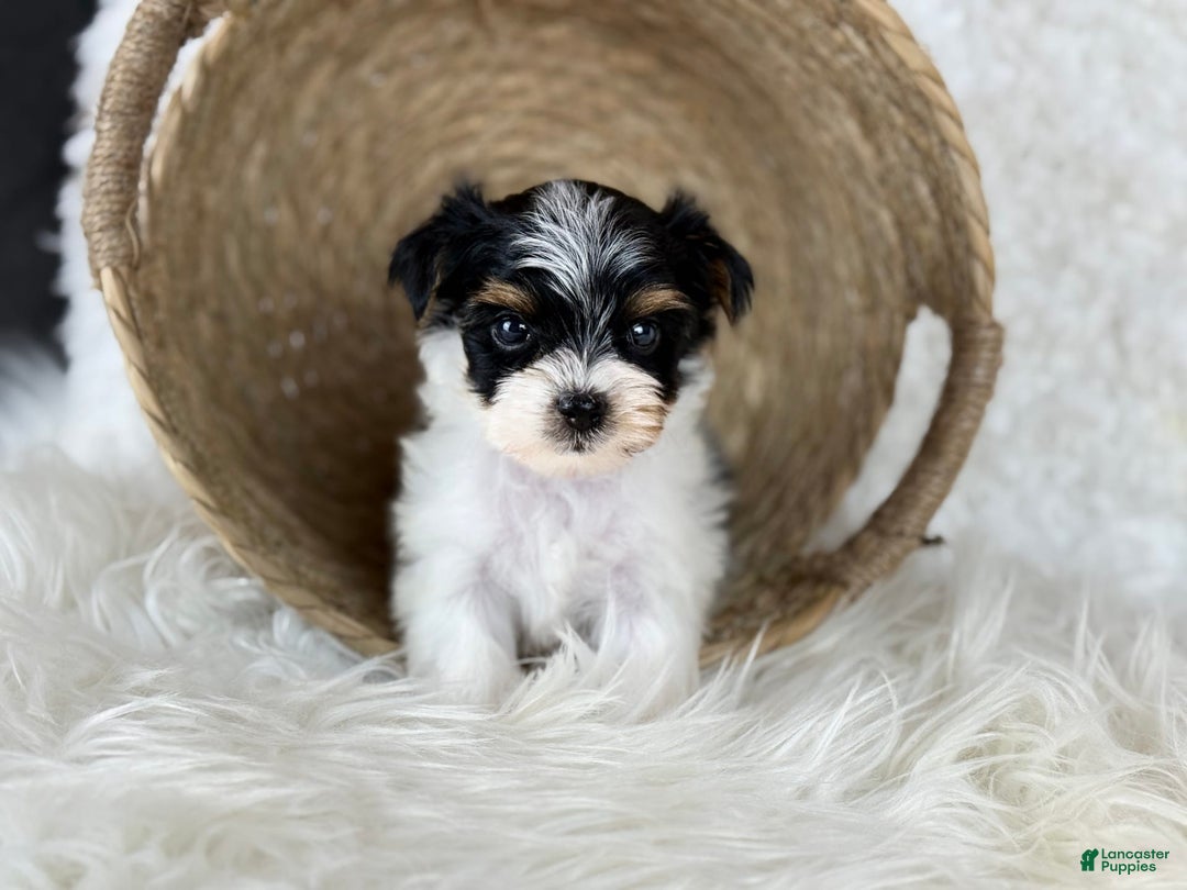 Yorkshire Terrier dogs for sale: Theo - Image 5