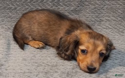 Miniature Dachshund dogs for sale: Summer - Image 5