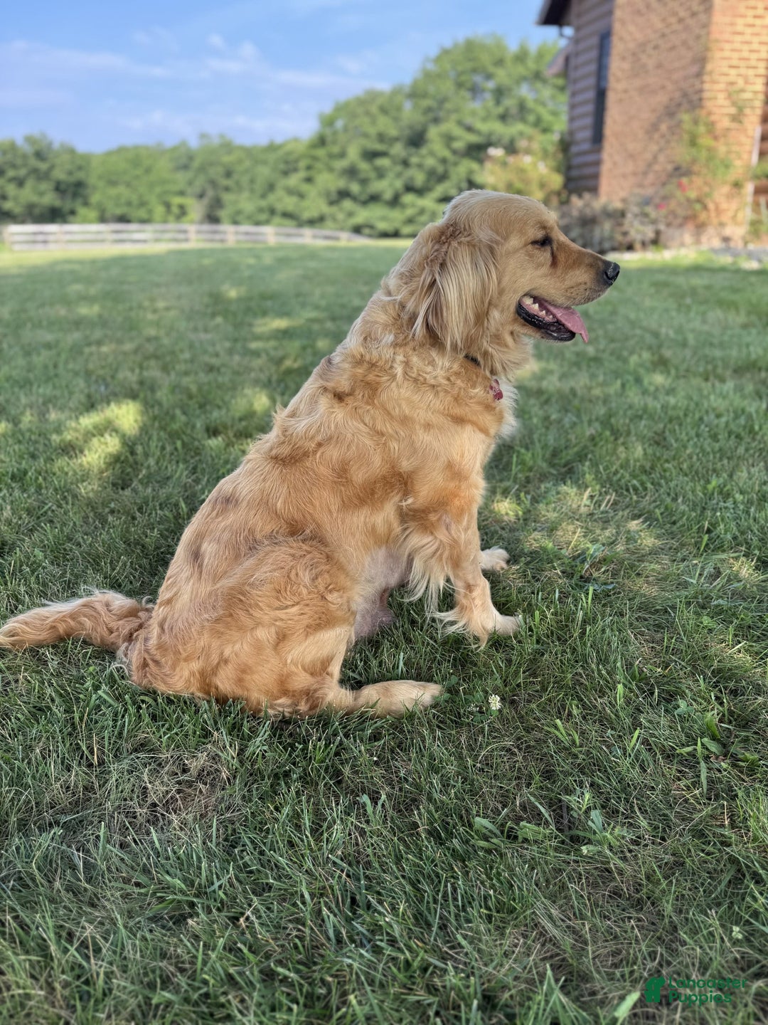Golden Retriever dogs for sale: Molly - Image 5