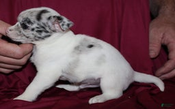 Chihuahua dogs for sale: Ian - Image 6