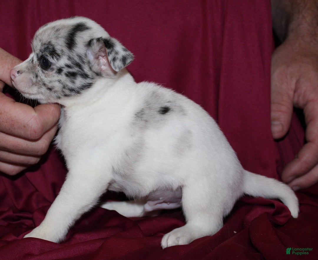 Chihuahua dogs for sale: Ian - Image 6