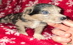 Chihuahua dogs for sale: Chihuahua 8 puppies - Image 8