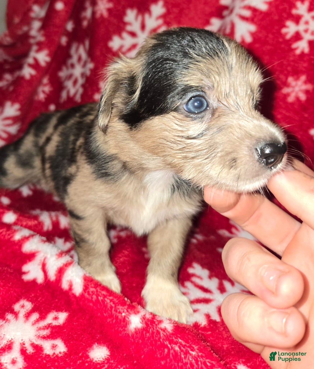 Chihuahua dogs for sale: Chihuahua 8 puppies - Image 8
