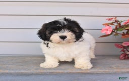 Teddy Bear dogs for sale: Lonnie - Image 4