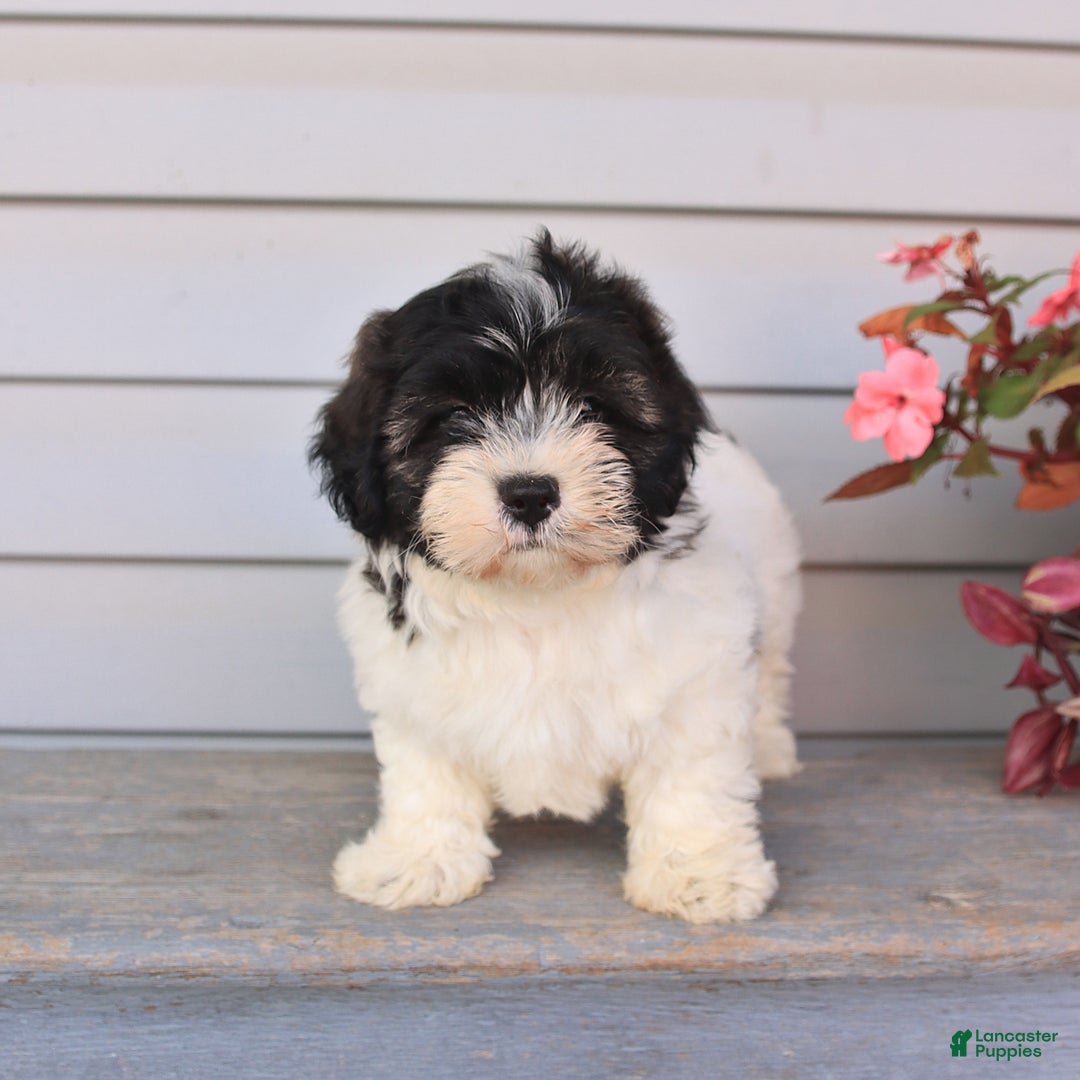 Teddy Bear dogs for sale: Lonnie - Image 4
