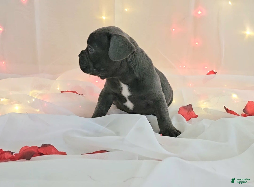 French Bulldog dogs for sale: French Bulldog 5 puppies - Image 8