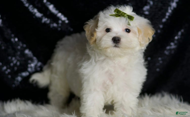 Maltipoo dogs - Advert 28