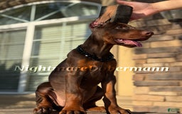 Doberman Pinscher dogs for sale: Malibu - Image 5